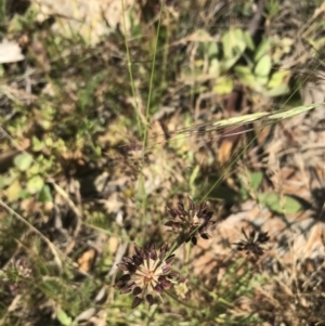 Oreomyrrhis eriopoda at Mount Clear, ACT - 10 Jan 2021 10:12 AM