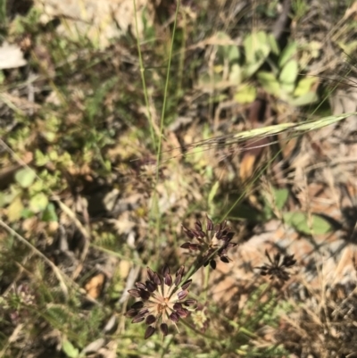 Oreomyrrhis eriopoda (Australian Carraway) at Mount Clear, ACT - 10 Jan 2021 by Tapirlord