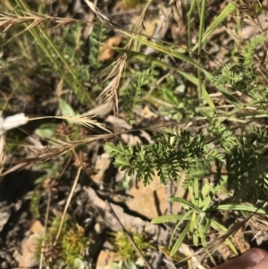 Oreomyrrhis eriopoda at Mount Clear, ACT - 10 Jan 2021