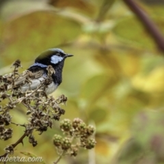 Malurus cyaneus (Superb Fairywren) at Block 402 - 1 Jan 2021 by BIrdsinCanberra