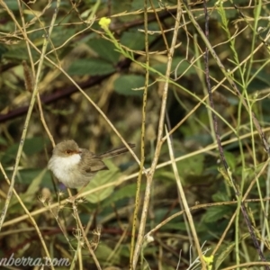 Malurus cyaneus at Denman Prospect, ACT - 2 Jan 2021