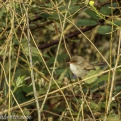 Malurus cyaneus at Denman Prospect, ACT - 2 Jan 2021