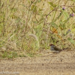 Neochmia temporalis (Red-browed Finch) at Denman Prospect, ACT - 2 Jan 2021 by BIrdsinCanberra