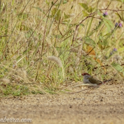 Neochmia temporalis (Red-browed Finch) at Denman Prospect, ACT - 2 Jan 2021 by JonSteinbeck
