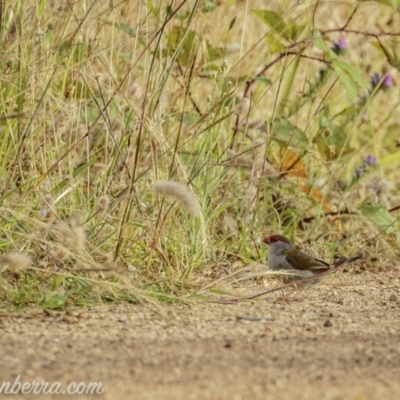 Neochmia temporalis (Red-browed Finch) at Denman Prospect, ACT - 2 Jan 2021 by BIrdsinCanberra