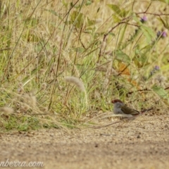 Neochmia temporalis (Red-browed Finch) at Denman Prospect, ACT - 1 Jan 2021 by BIrdsinCanberra