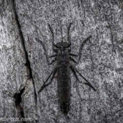 Cerdistus exilis (Robber Fly) at Block 402 - 1 Jan 2021 by BIrdsinCanberra