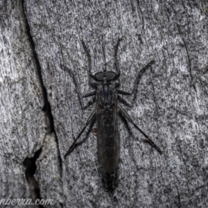 Cerdistus exilis at Denman Prospect, ACT - 2 Jan 2021 06:48 AM