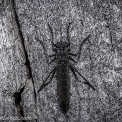 Cerdistus exilis (Robber Fly) at Piney Ridge - 1 Jan 2021 by BIrdsinCanberra