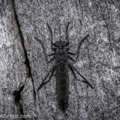 Cerdistus exilis (Robber Fly) at Block 402 - 1 Jan 2021 by BIrdsinCanberra