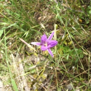 Thysanotus tuberosus subsp. tuberosus at Nangus, NSW - 9 Nov 2010 01:31 PM