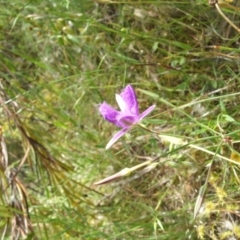 Thysanotus tuberosus subsp. tuberosus at Nangus, NSW - 9 Nov 2010