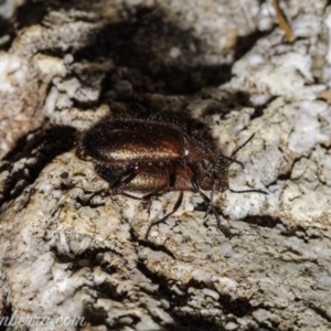 Lagriini sp. (tribe) at Denman Prospect, ACT - 2 Jan 2021