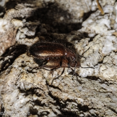 Lagriini sp. (tribe) (Unidentified lagriine darkling beetle) at Piney Ridge - 1 Jan 2021 by BIrdsinCanberra