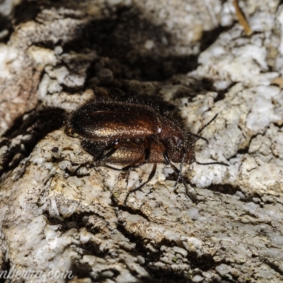 Lagriini sp. (tribe) (Unidentified lagriine darkling beetle) at Denman Prospect, ACT - 2 Jan 2021 by JonSteinbeck