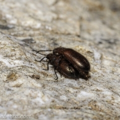 Lagriini sp. (tribe) at Denman Prospect, ACT - 2 Jan 2021