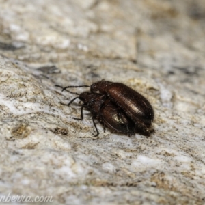 Lagriini sp. (tribe) at Denman Prospect, ACT - 2 Jan 2021 07:03 AM