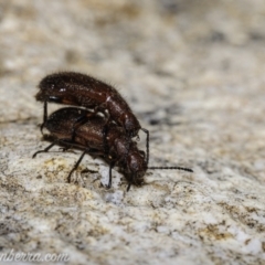 Lagriini sp. (tribe) at Denman Prospect, ACT - 2 Jan 2021 07:03 AM