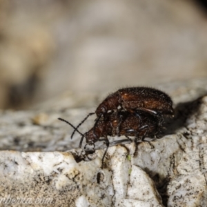 Lagriini sp. (tribe) at Denman Prospect, ACT - 2 Jan 2021 07:03 AM