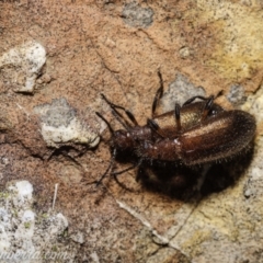 Lagriini sp. (tribe) at Denman Prospect, ACT - 2 Jan 2021