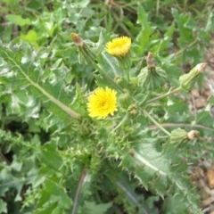 Sonchus asper (Prickly Sowthistle) at Nangus, NSW - 8 Nov 2010 by abread111