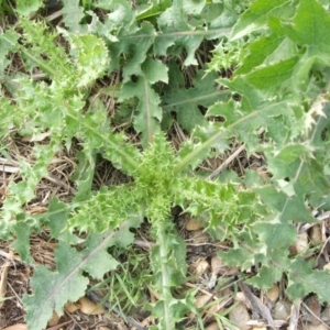 Sonchus asper at Nangus, NSW - 9 Nov 2010