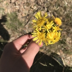 Podolepis hieracioides (Long Podolepis) at Mount Clear, ACT - 10 Jan 2021 by Tapirlord