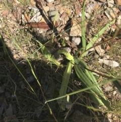 Podolepis hieracioides at Mount Clear, ACT - 10 Jan 2021