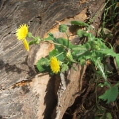 Sonchus oleraceus (Annual Sowthistle) at Nangus, NSW - 8 Nov 2010 by abread111