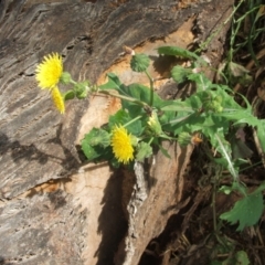 Sonchus oleraceus (Annual Sowthistle) at Nangus, NSW - 9 Nov 2010 by abread111