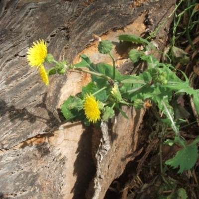 Sonchus oleraceus (Annual Sowthistle) at Nangus, NSW - 8 Nov 2010 by abread111