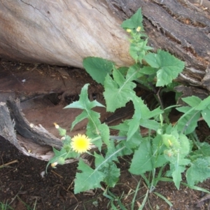 Sonchus oleraceus at Nangus, NSW - 9 Nov 2010 09:17 AM