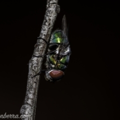 Rutilia (Chrysorutilia) sp. (genus & subgenus) (A Bristle Fly) at Stromlo, ACT - 2 Jan 2021 by JonSteinbeck