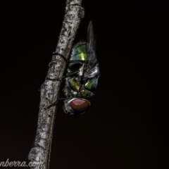 Rutilia (Chrysorutilia) sp. (genus & subgenus) (A Bristle Fly) at Piney Ridge - 1 Jan 2021 by BIrdsinCanberra