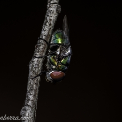 Rutilia (Chrysorutilia) sp. (genus & subgenus) (A Bristle Fly) at Stromlo, ACT - 2 Jan 2021 by JonSteinbeck