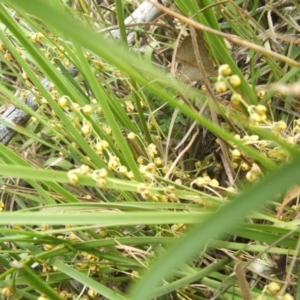 Lomandra filiformis at Nangus, NSW - 9 Nov 2010