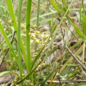 Lomandra filiformis at Nangus, NSW - 9 Nov 2010