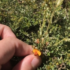 Mirbelia oxylobioides (Mountain Mirbelia) at Mount Clear, ACT - 9 Jan 2021 by Tapirlord