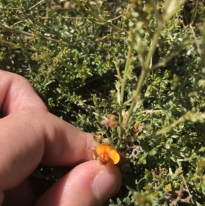 Mirbelia oxylobioides at Mount Clear, ACT - 10 Jan 2021