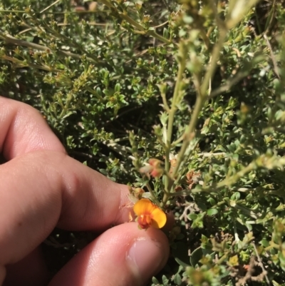 Mirbelia oxylobioides (Mountain Mirbelia) at Mount Clear, ACT - 10 Jan 2021 by Tapirlord