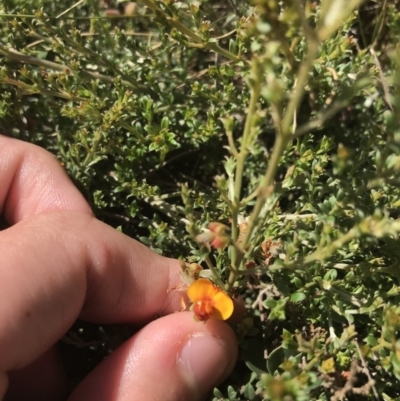 Mirbelia oxylobioides (Mountain Mirbelia) at Mount Clear, ACT - 9 Jan 2021 by Tapirlord