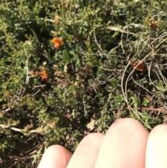 Mirbelia oxylobioides at Mount Clear, ACT - 10 Jan 2021 10:16 AM