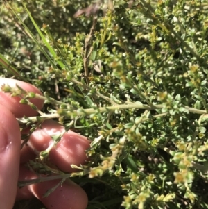 Mirbelia oxylobioides at Mount Clear, ACT - 10 Jan 2021