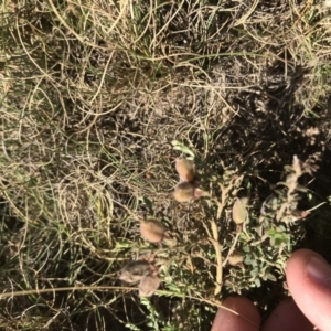 Mirbelia oxylobioides at Mount Clear, ACT - 10 Jan 2021 10:16 AM