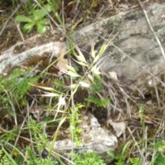 Rytidosperma (genus) (Wallaby Grass) at Nangus, NSW - 9 Nov 2010 by abread111