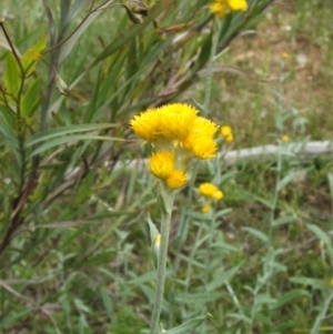 Chrysocephalum apiculatum at Nangus, NSW - 9 Nov 2010