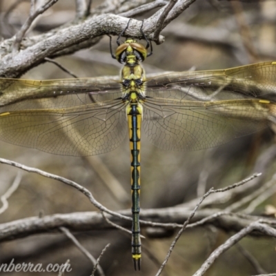 Hemicordulia tau (Tau Emerald) at Stromlo, ACT - 2 Jan 2021 by JonSteinbeck