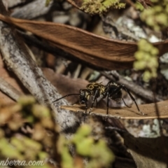 Polyrhachis semiaurata (A golden spiny ant) at Stromlo, ACT - 2 Jan 2021 by JonSteinbeck
