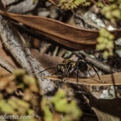 Polyrhachis semiaurata (A golden spiny ant) at Block 402 - 1 Jan 2021 by BIrdsinCanberra