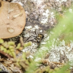 Polyrhachis semiaurata at Stromlo, ACT - 2 Jan 2021
